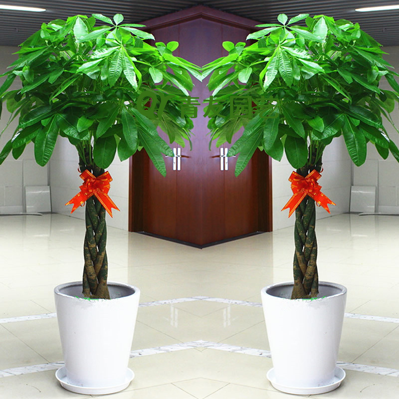 三辮發(fā)財(cái)樹(shù)