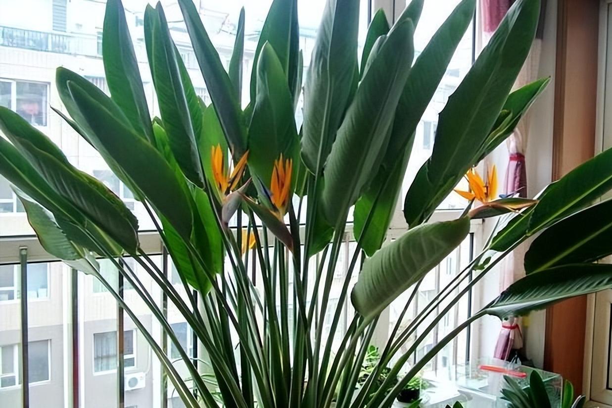 怎樣在辦公室養(yǎng)護好綠植？