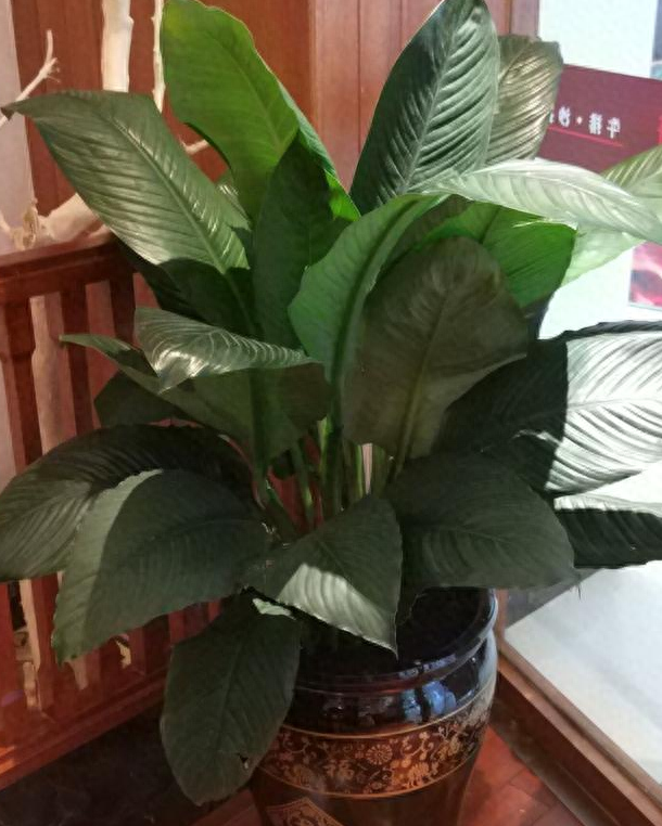 綠巨人盆栽如何種植與管理 綠巨人盆栽如何種植與管理