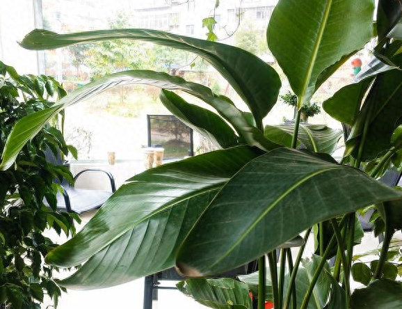 綠巨人盆栽如何種植與管理 綠巨人盆栽如何種植與管理