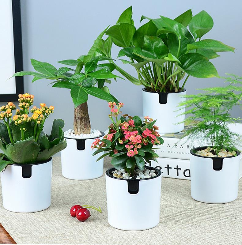 杭州辦公室綠植養(yǎng)護的注意事項