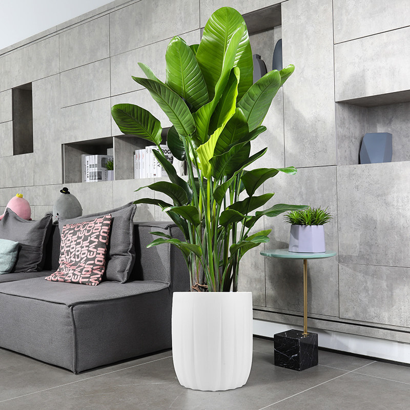 杭州辦公室綠植養(yǎng)護的注意事項