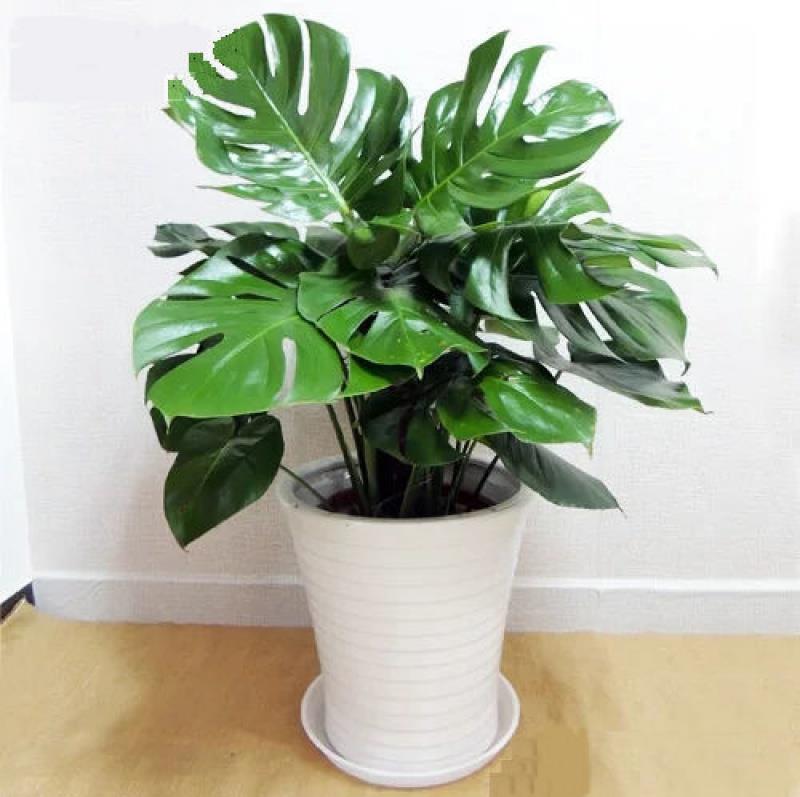 龜背竹的養(yǎng)護知識點,青友園藝告訴你 龜背竹的養(yǎng)護知識點,青友園藝告訴你