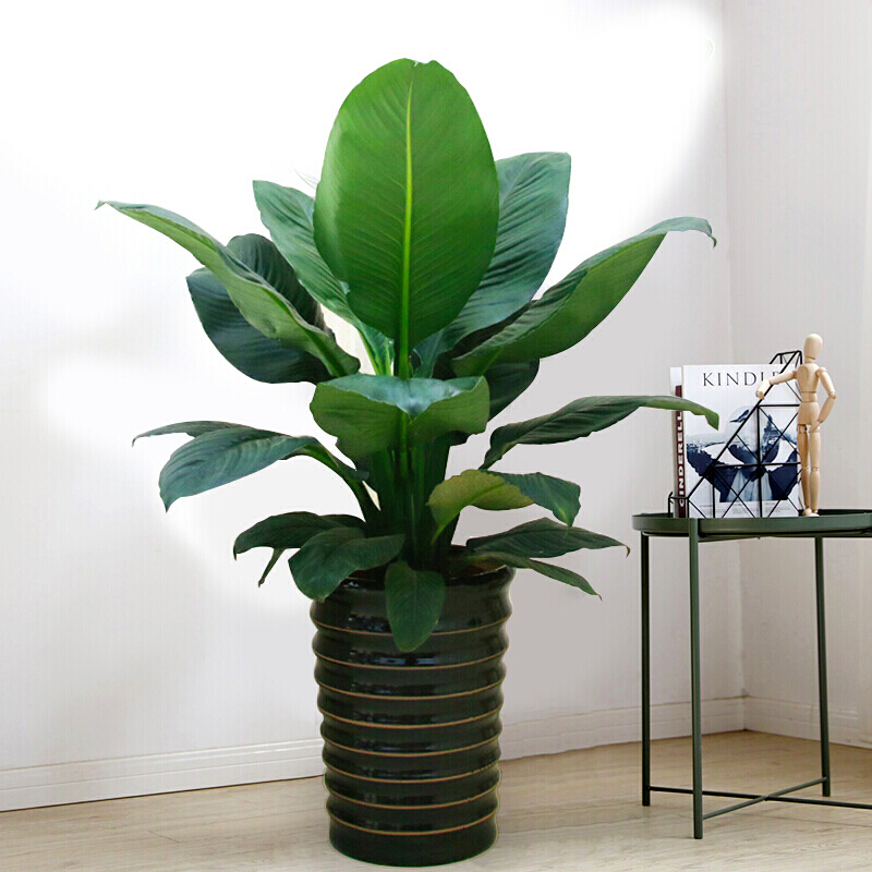 綠巨人盆栽的養(yǎng)護(hù)秘訣,葉大花美還凈化空氣 綠巨人盆栽的養(yǎng)護(hù)秘訣,葉大花美還凈化空氣