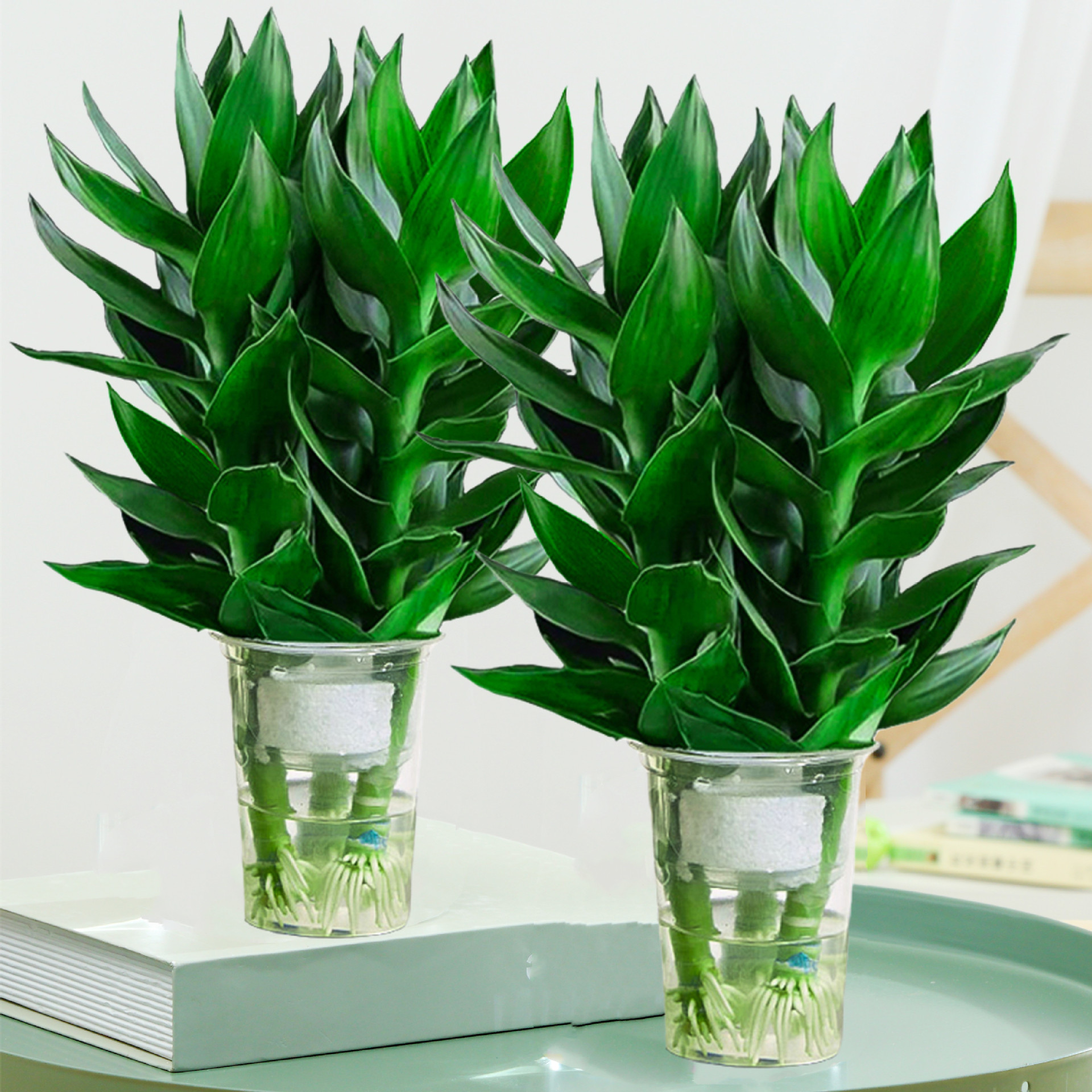 富貴竹盆栽怎么養旺盛,必要掌握的7種方法 富貴竹盆栽怎么養旺盛,必要掌握的7種方法