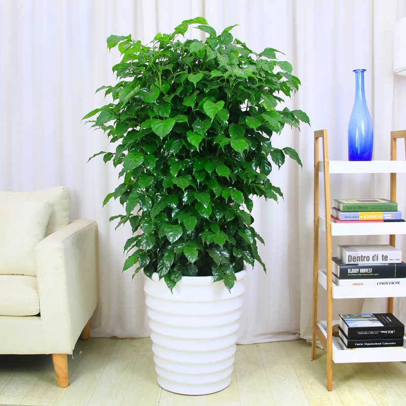 綠寶樹的養殖方法和注意事項 綠寶樹的養殖方法和注意事項