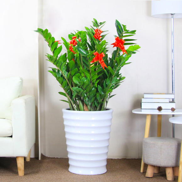 金錢樹的習性和栽培養護方法 金錢樹的習性和栽培養護方法