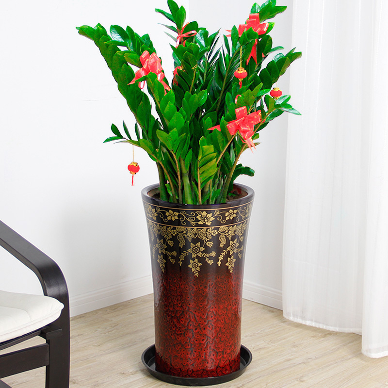 金錢樹的習性和栽培養護方法 金錢樹的習性和栽培養護方法