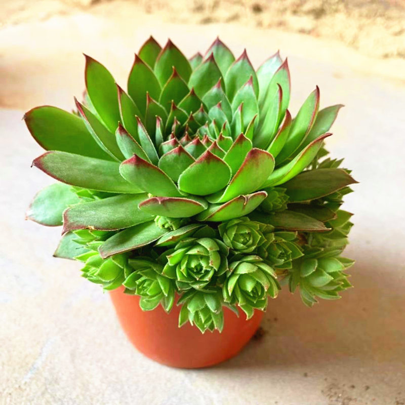 觀音蓮的生長習性及養殖觀音蓮注意事項 觀音蓮的生長習性及養殖觀音蓮注意事項