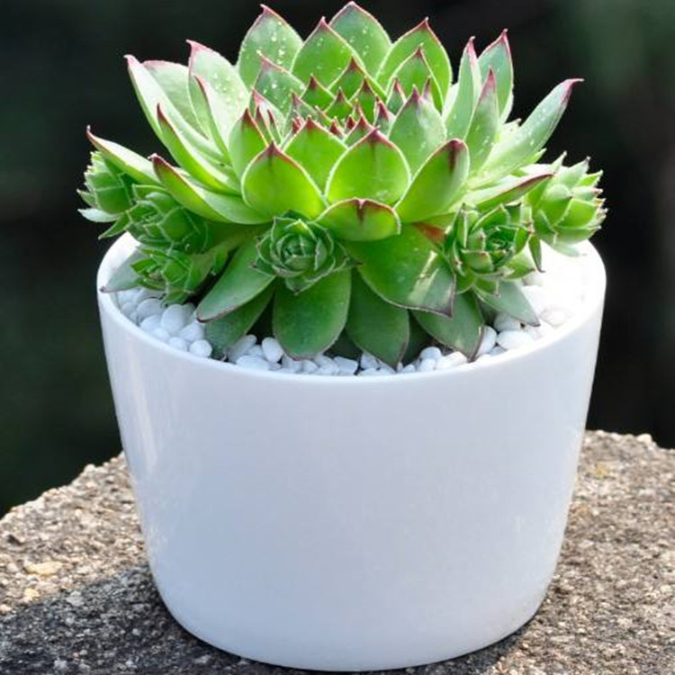 觀音蓮的生長習性及養殖觀音蓮注意事項 觀音蓮的生長習性及養殖觀音蓮注意事項