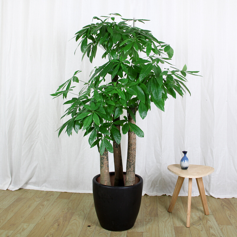 發(fā)財(cái)樹的特點(diǎn)、生長(zhǎng)環(huán)境、養(yǎng)殖技巧、養(yǎng)護(hù)注意問題 發(fā)財(cái)樹的特點(diǎn)、生長(zhǎng)環(huán)境、養(yǎng)殖技巧、養(yǎng)護(hù)注意問題