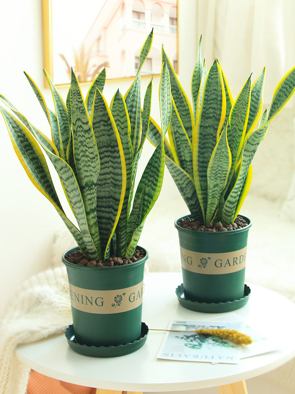 虎皮蘭盆栽的習性,摸透“脾氣”養的高大挺拔,擠爆小側芽 虎皮蘭盆栽的習性,摸透“脾氣”養的高大挺拔,擠爆小側芽