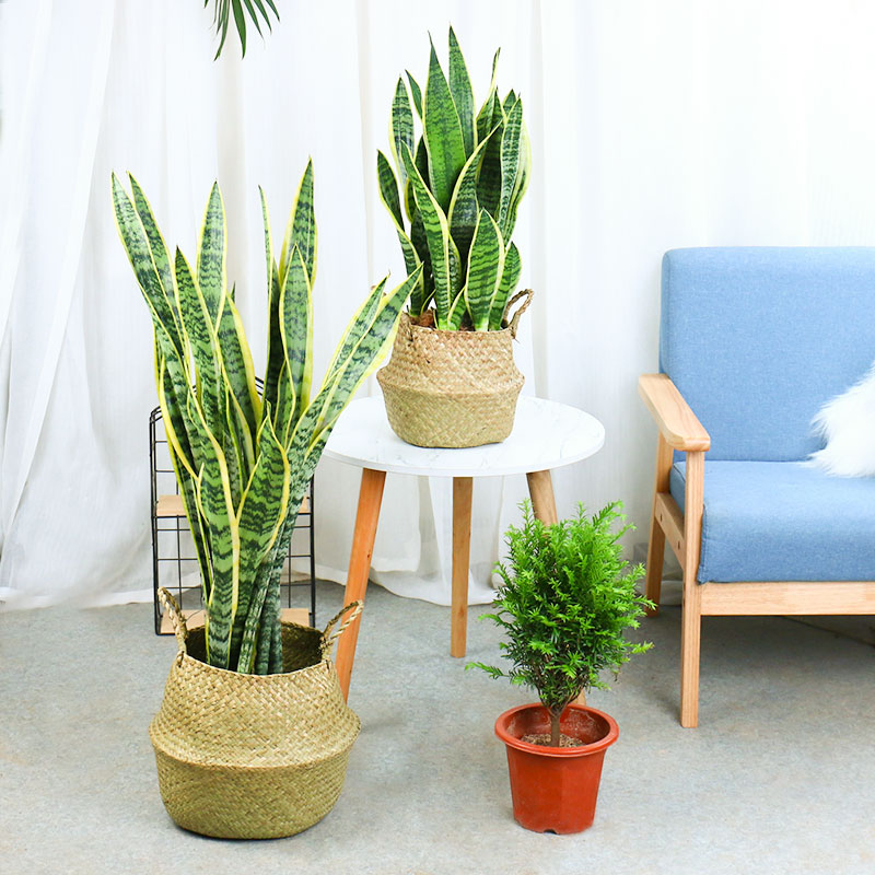 虎皮蘭盆栽的習性,摸透“脾氣”養的高大挺拔,擠爆小側芽 虎皮蘭盆栽的習性,摸透“脾氣”養的高大挺拔,擠爆小側芽