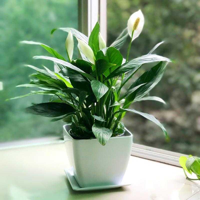 白掌的養(yǎng)殖方法和注意事項(xiàng) 白掌的養(yǎng)殖方法和注意事項(xiàng)