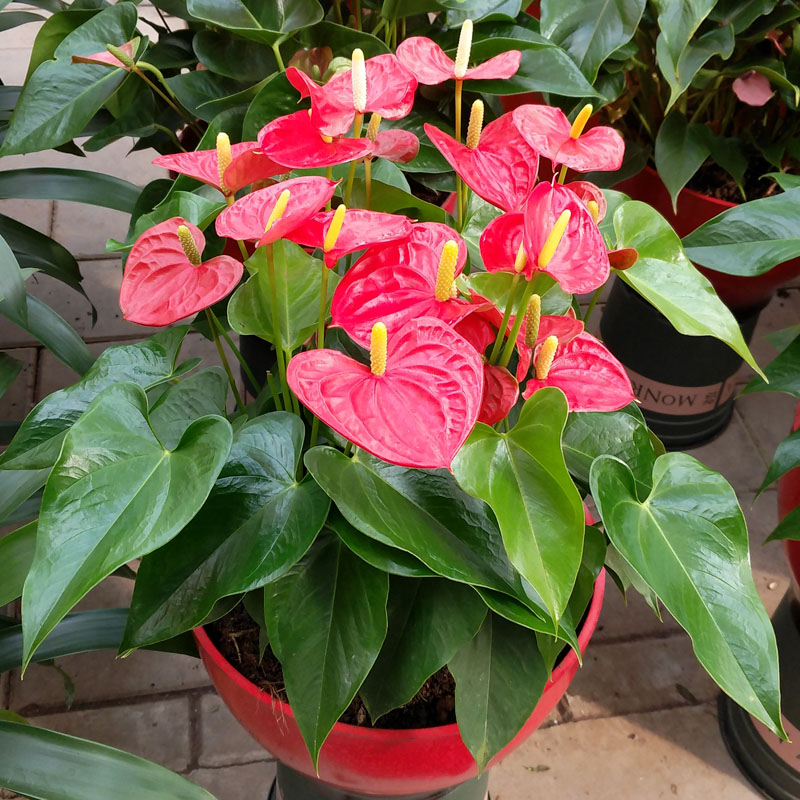 紅掌怎么養(yǎng)，怎么養(yǎng)好紅掌