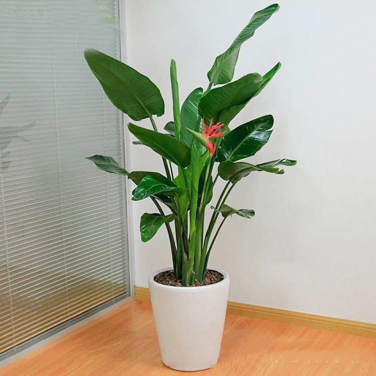 天堂鳥的養殖方法和注意事項 天堂鳥的養殖方法和注意事項