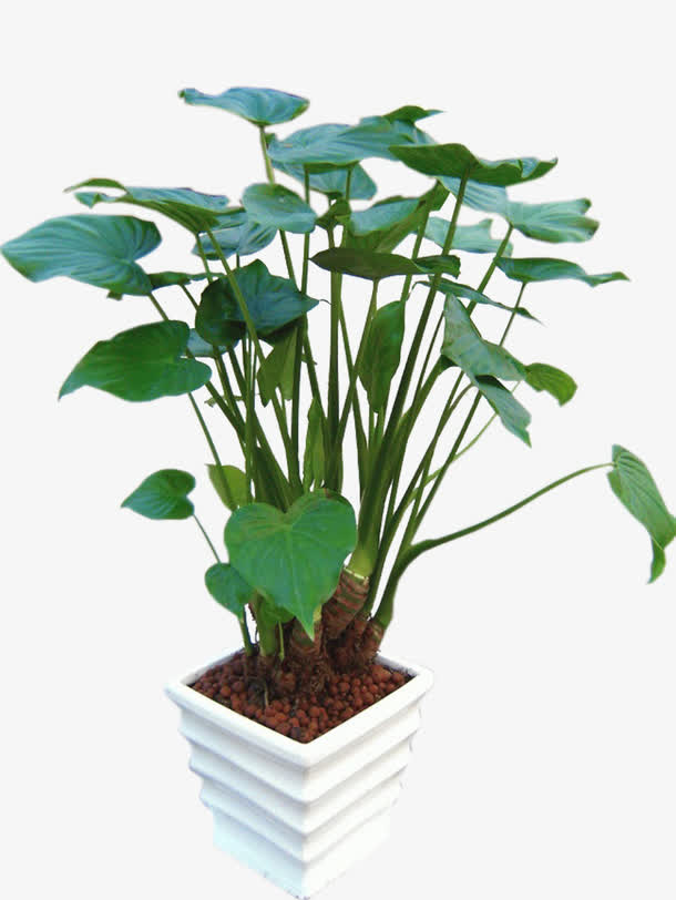 滴水觀音的習(xí)性和養(yǎng)護(hù)方法 滴水觀音的習(xí)性和養(yǎng)護(hù)方法