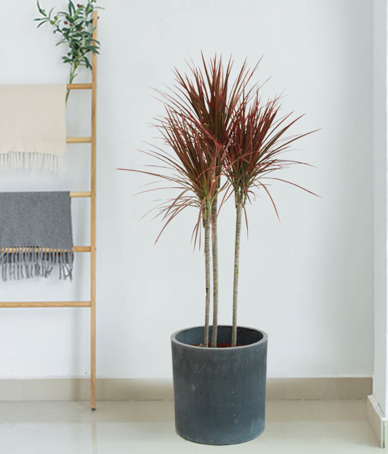 千年木的習性和養(yǎng)護方法 千年木的習性和養(yǎng)護方法