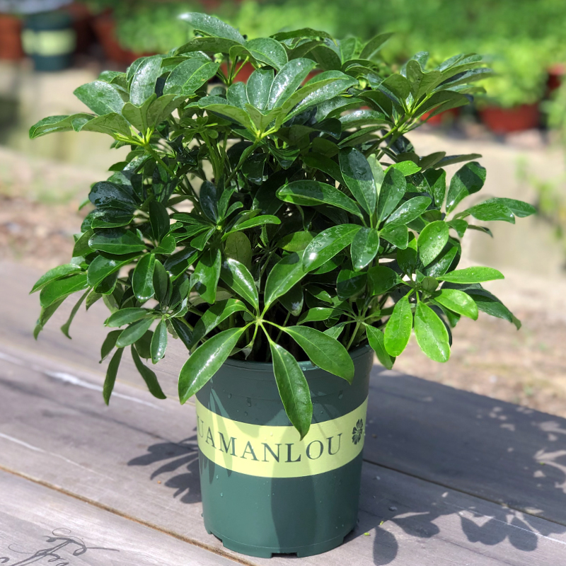 鴨腳木盆栽的5個養護要點，讓它長得枝繁葉茂，株型美觀