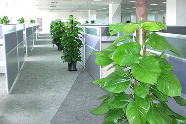 杭州辦公室綠植租賃價(jià)格多少錢一個(gè)月？