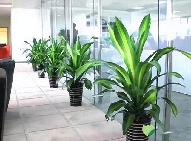 為什么企業(yè)喜歡綠植租賃或綠植租擺? 為什么企業(yè)喜歡綠植租賃或綠植租擺?