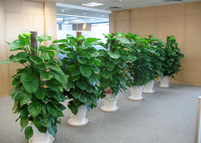 為什么企業(yè)喜歡綠植租賃或綠植租擺? 為什么企業(yè)喜歡綠植租賃或綠植租擺?