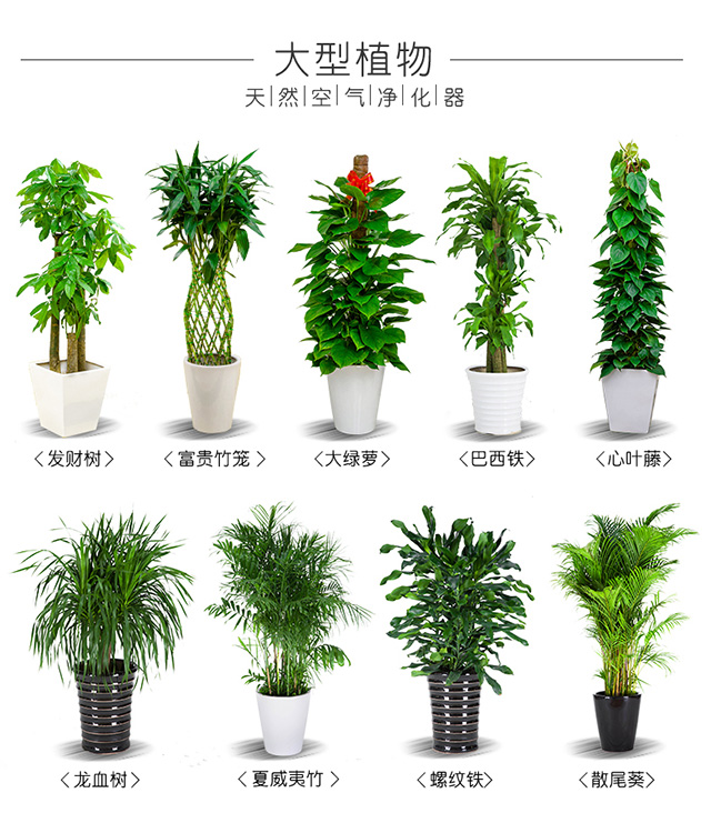 花卉綠植租賃養(yǎng)護(hù)怎么收費(fèi) 花卉綠植租賃養(yǎng)護(hù)怎么收費(fèi)