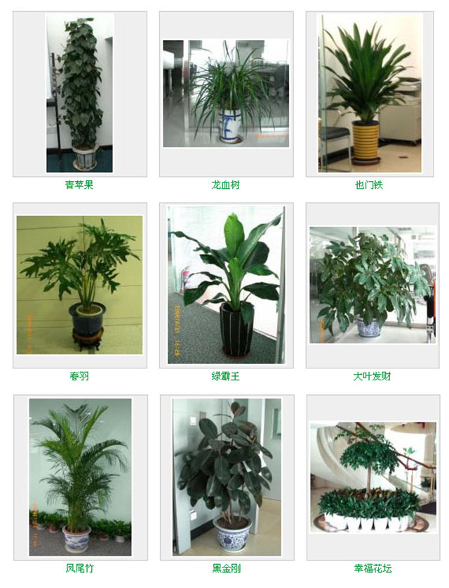 花卉綠植租賃養(yǎng)護(hù)怎么收費(fèi) 花卉綠植租賃養(yǎng)護(hù)怎么收費(fèi)