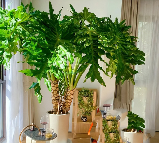 綠植怎樣擺出高級(jí)感,告訴你五個(gè)黃金布置法則 綠植怎樣擺出高級(jí)感,告訴你五個(gè)黃金布置法則