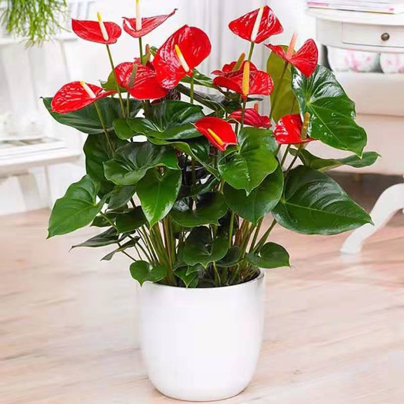 不同辦公空間植物如何擺放？辦公區域植物擺放大全