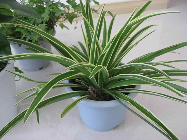 辦公室的綠植文化有哪些？青友園藝推薦適宜辦公室擺放的常見綠植