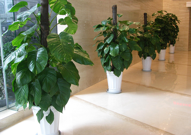 植物租賃有講究,不同場所的綠植擺放要點 植物租賃有講究,不同場所的綠植擺放要點