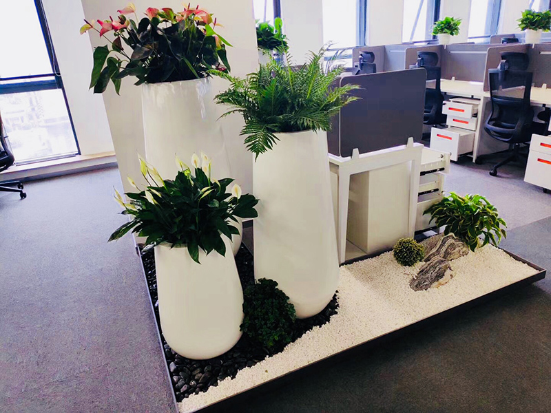 辦公室里為什么要擺放綠植? 辦公室里為什么要擺放綠植?