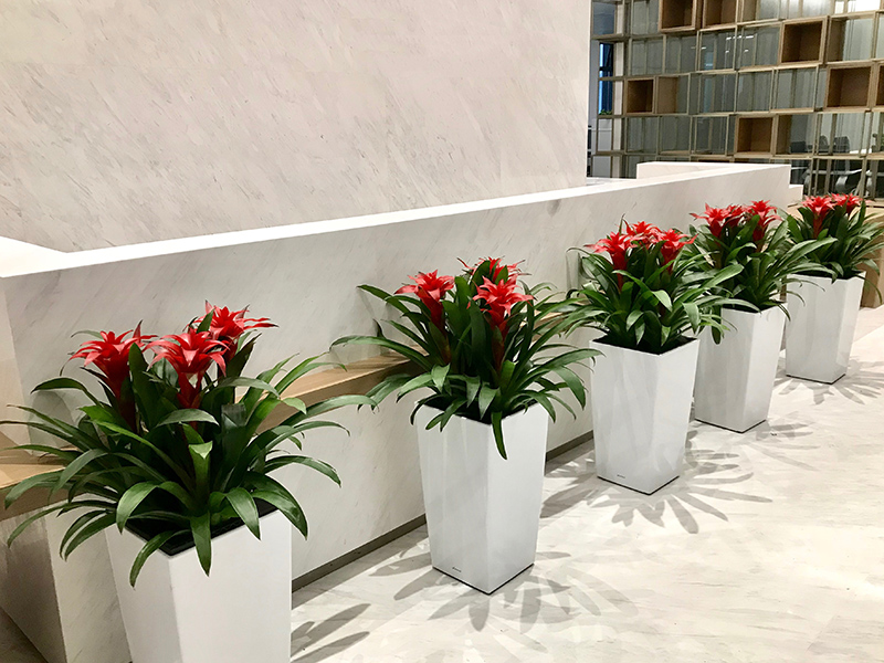 公司前臺綠植盆栽如何正確擺放,從而影響公司氣場和財運 公司前臺綠植盆栽如何正確擺放,從而影響公司氣場和財運
