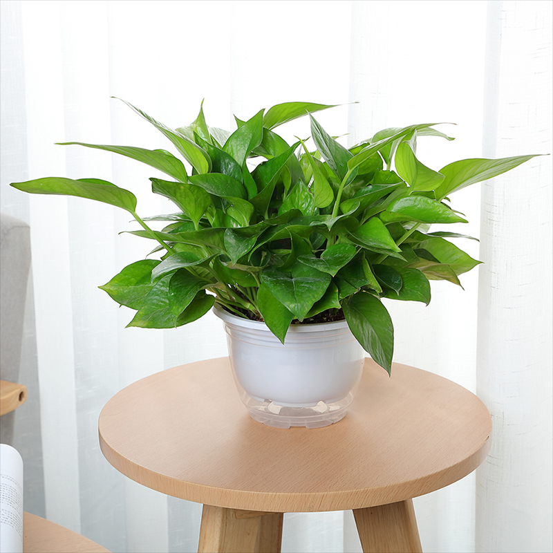 上班族最受歡迎的10種辦公室綠植,你喜歡哪一種? 上班族最受歡迎的10種辦公室綠植,你喜歡哪一種?