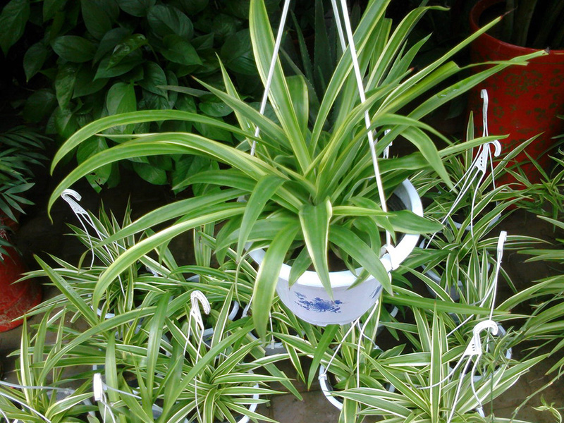 上班族最受歡迎的10種辦公室綠植,你喜歡哪一種? 上班族最受歡迎的10種辦公室綠植,你喜歡哪一種?