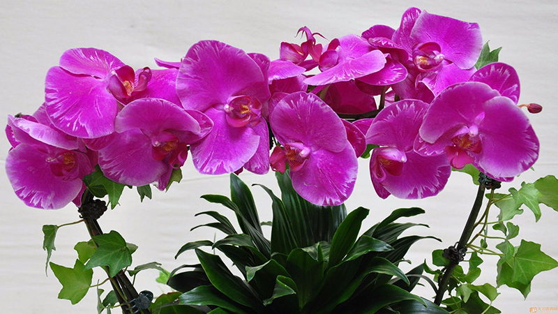 適合領導辦公室里擺放的10種綠植盆栽,招財運旺氣運 適合領導辦公室里擺放的10種綠植盆栽,招財運旺氣運