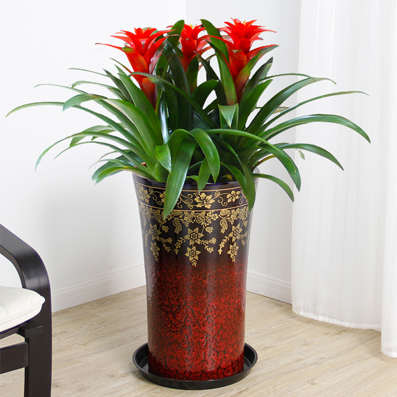 適合領導辦公室里擺放的10種綠植盆栽,招財運旺氣運 適合領導辦公室里擺放的10種綠植盆栽,招財運旺氣運