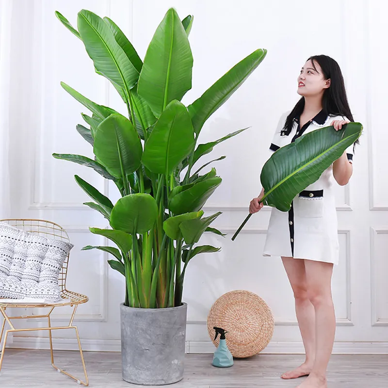 適合領導辦公室里擺放的10種綠植盆栽,招財運旺氣運 適合領導辦公室里擺放的10種綠植盆栽,招財運旺氣運