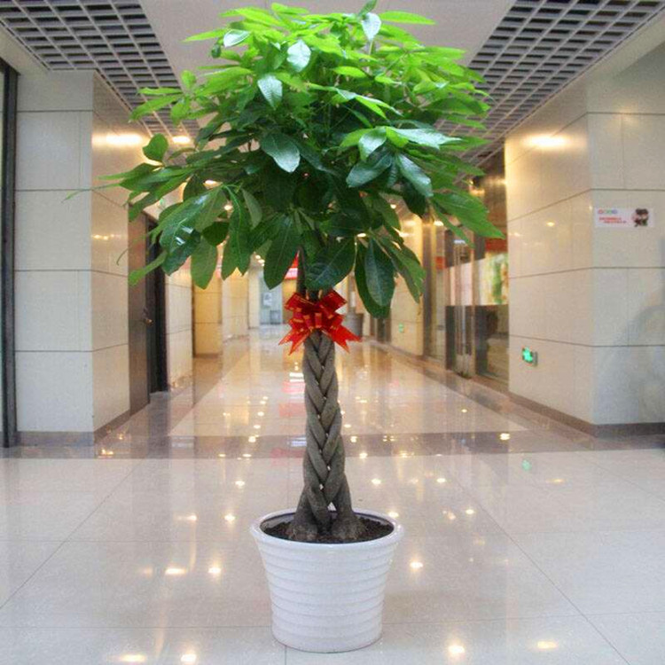 適合領導辦公室里擺放的10種綠植盆栽,招財運旺氣運 適合領導辦公室里擺放的10種綠植盆栽,招財運旺氣運