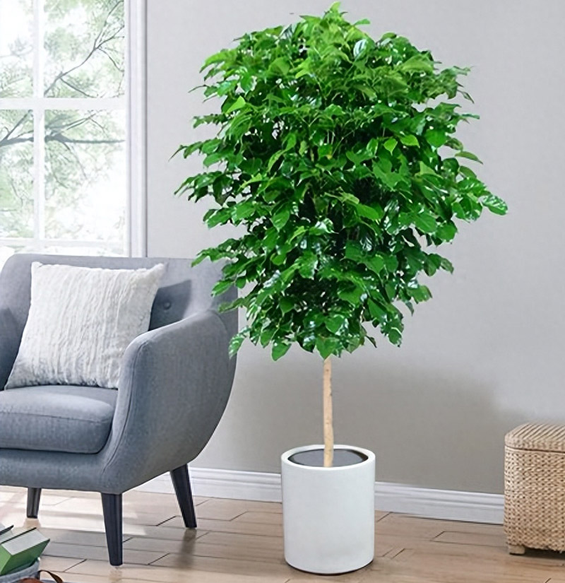 強烈推薦9款寓意好的辦公室綠植 強烈推薦9款寓意好的辦公室綠植