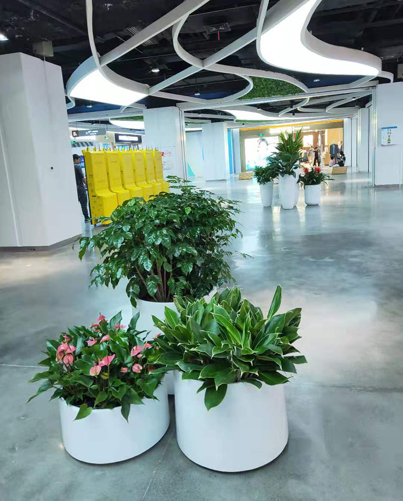 什么樣的綠色植物適合商場租賃擺放? 什么樣的綠色植物適合商場租賃擺放?